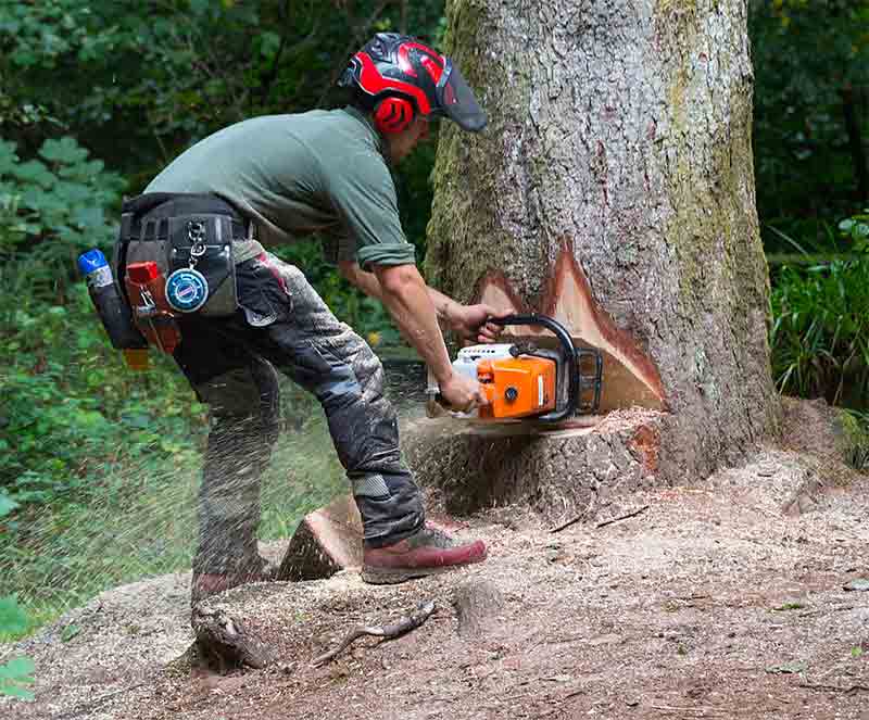 Élagage et abattage d'arbres - RENARD ÉLAGAGE 72 : Élagueur Sarthe (72) - Élagage et abattage d'arbres : Etêtage, élagage, abattage d'arbres, taille des arbres dessouchage et évacuation des déchets verts. Intervention dans la Sarthe (72)