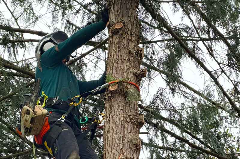 Élagage et abattage d'arbres - RENARD ÉLAGAGE 72 : Élagueur Sarthe (72) - Élagage et abattage d'arbres : Etêtage, élagage, abattage d'arbres, taille des arbres dessouchage et évacuation des déchets verts. Intervention dans la Sarthe (72)