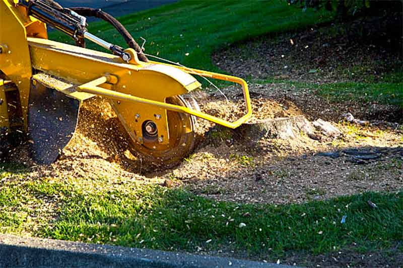 Élagage et abattage d'arbres - RENARD ÉLAGAGE 72 : Élagueur Sarthe (72) - Élagage et abattage d'arbres : Etêtage, élagage, abattage d'arbres, taille des arbres dessouchage et évacuation des déchets verts. Intervention dans la Sarthe (72)