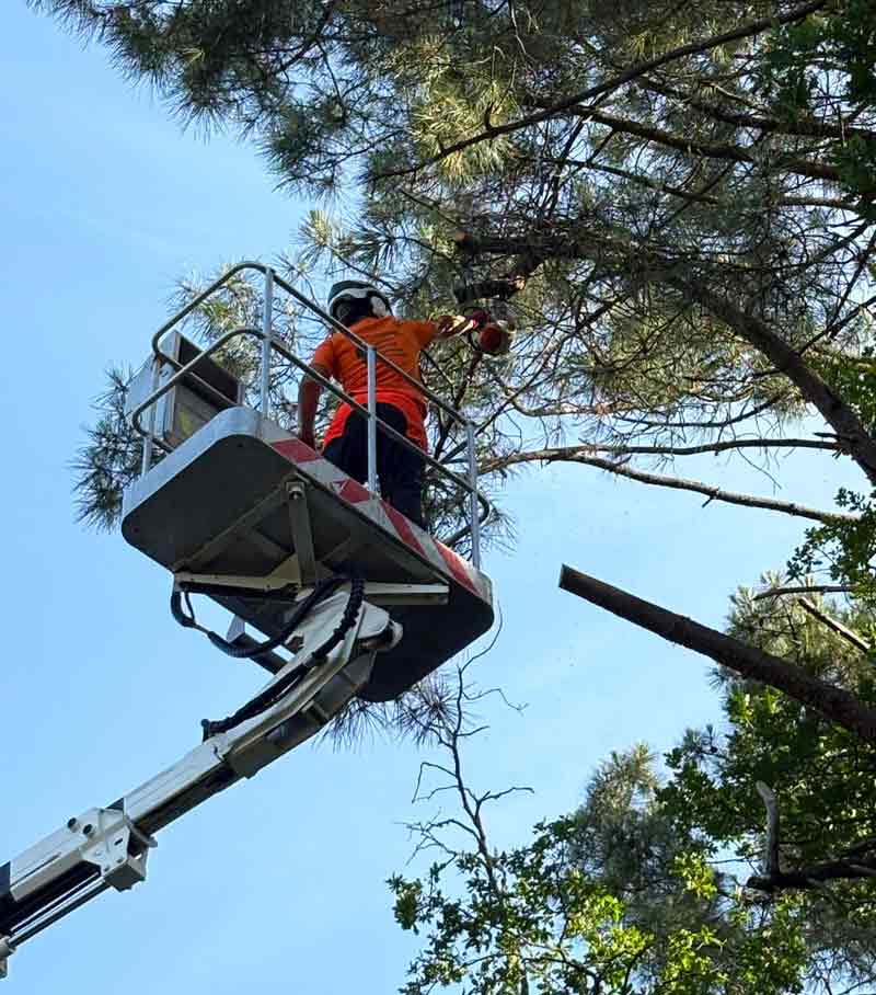 Élagage et abattage d'arbres - RENARD ÉLAGAGE 72 : Élagueur Sarthe (72) - Élagage et abattage d'arbres : Etêtage, élagage, abattage d'arbres, taille des arbres dessouchage et évacuation des déchets verts. Intervention dans la Sarthe (72)