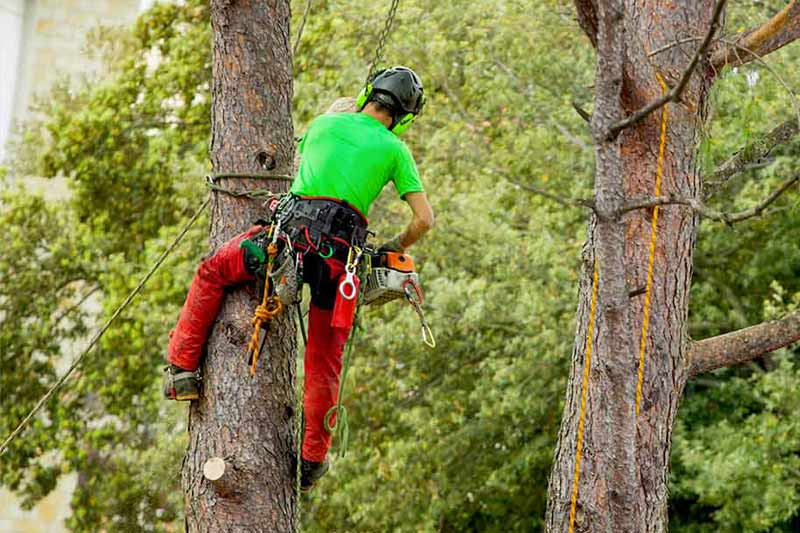 RENARD ÉLAGAGE 72 : Élagueur, jardinier paysagiste dans la Sarthe (72). Étêtage, Élagage, abattage d’arbres, dessouchage, évacuation des déchets verts. Entretien espaces verts jardin: tailles haies, tonte pelouse, débrousaillage